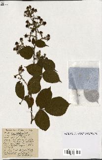 spécimen de Rubus ass-rub