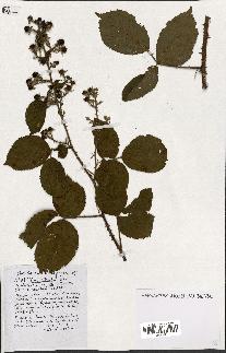 spécimen de Rubus ass-rub