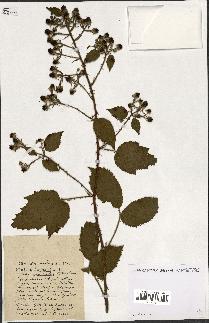 spécimen de Rubus ass-rub