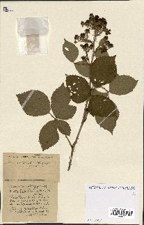 spécimen de Rubus ass-rub