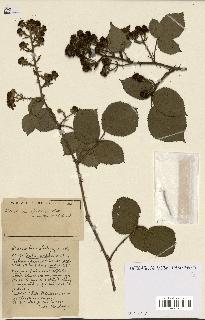 spécimen de Rubus ass-rub