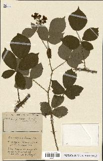 spécimen de Rubus ass-rub