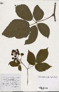 spécimen de Rubus ass-rub