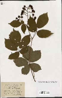 spécimen de Rubus ass-rub