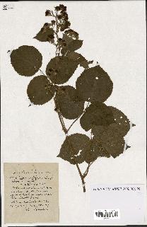 spécimen de Rubus ass-rub
