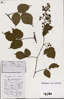 spécimen de Rubus ass-rub