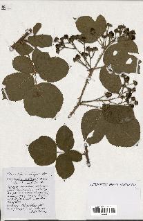 spécimen de Rubus ass-rub
