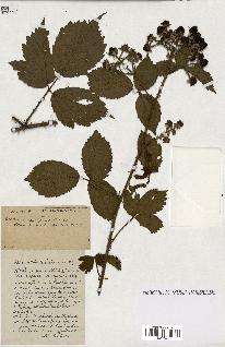 spécimen de Rubus ass-rub