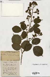 spécimen de Rubus ass-rub