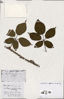 spécimen de Rubus ass-rub