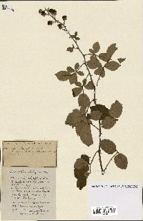spécimen de Rubus ass-rub
