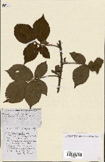 spécimen de Rubus ass-rub