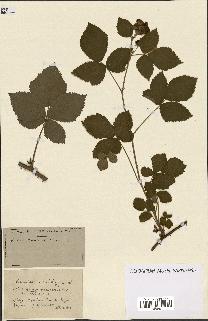 spécimen de Rubus ass-rub
