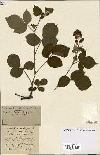 spécimen de Rubus ass-rub