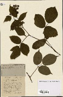 spécimen de Rubus ass-rub