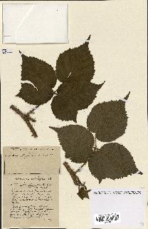 spécimen de Rubus ass-rub