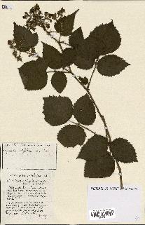 spécimen de Rubus ass-rub