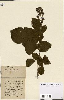 spécimen de Rubus ass-rub
