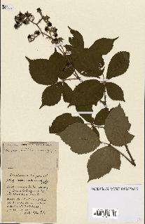 spécimen de Rubus ass-rub