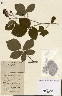 spécimen de Rubus ass-rub