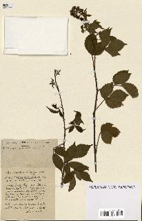 spécimen de Rubus ass-rub