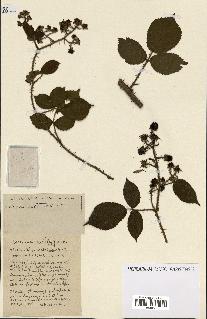 spécimen de Rubus ass-rub