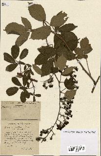 spécimen de Rubus ass-rub