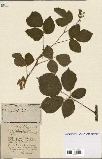 spécimen de Rubus ass-rub