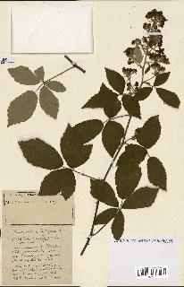 spécimen de Rubus ass-rub