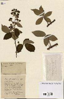 spécimen de Rubus ass-rub