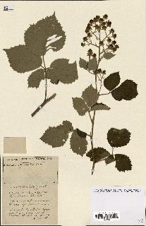 spécimen de Rubus ass-rub
