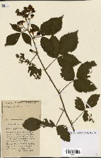 spécimen de Rubus ass-rub