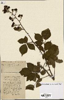 spécimen de Rubus ass-rub