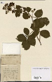 spécimen de Rubus ass-rub