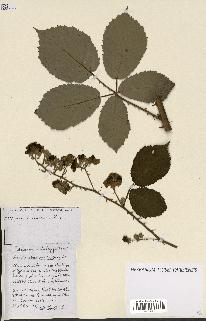 spécimen de Rubus ass-rub