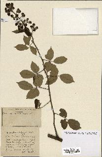 spécimen de Rubus ass-rub