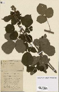 spécimen de Rubus ass-rub