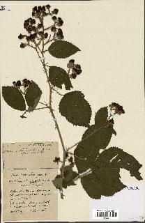 spécimen de Rubus ass-rub