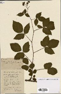 spécimen de Rubus ass-rub