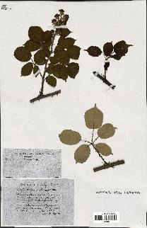 spécimen de Rubus ass-rub