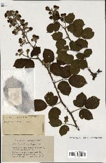 spécimen de Rubus ass-rub