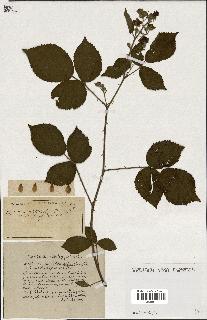 spécimen de Rubus ass-rub