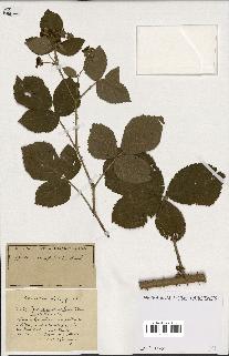 spécimen de Rubus ass-rub
