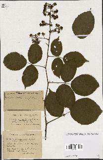 spécimen de Rubus ass-rub