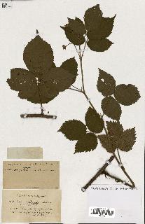 spécimen de Rubus ass-rub