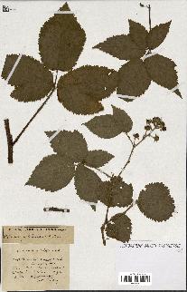 spécimen de Rubus ass-rub