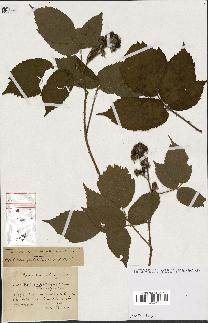 spécimen de Rubus ass-rub