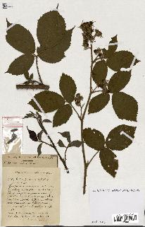 spécimen de Rubus ass-rub