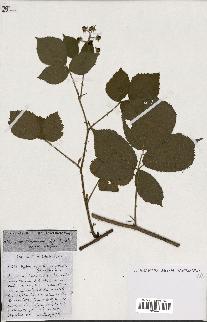 spécimen de Rubus ass-rub
