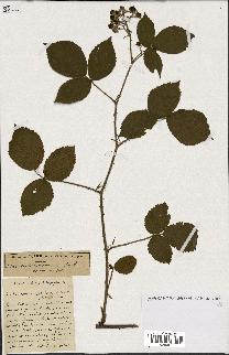 spécimen de Rubus ass-rub